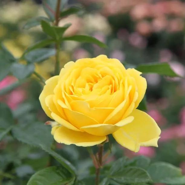 Summer Gold Rose (Rosa Summer Gold) 1
